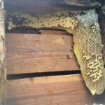 Florida Bee hive