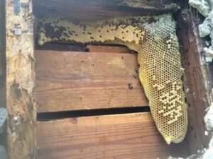 Florida Bee hive