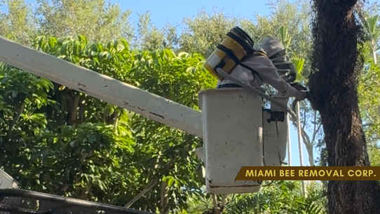 Bee Removal from tree Thumbnail