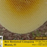 bee removal