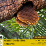 miami dade bee removal