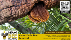 miami dade bee removal