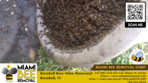 bee removal from pot