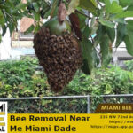 bee removal from avodado