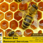 bee removal