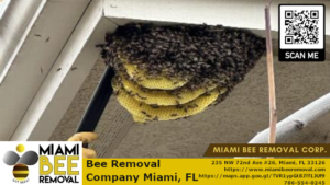 bee removal