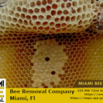 bee hive removal