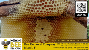 bee hive removal