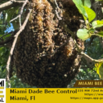 beehive in tree