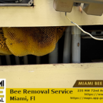 bee removal