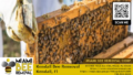 kendall bee removal miami bee removal