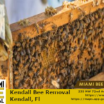 kendall bee removal miami bee removal