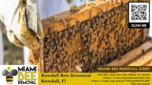 kendall bee removal
miami bee removal