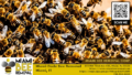 africanized killer bees