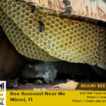 bee removal from inside a wall