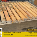 africanized bee removal