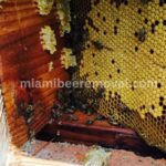 Miami Bee Removal