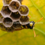 Miami Bee Removal