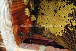 Miami Bee Removal