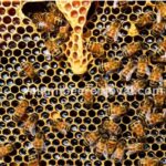 Miami Bee Removal