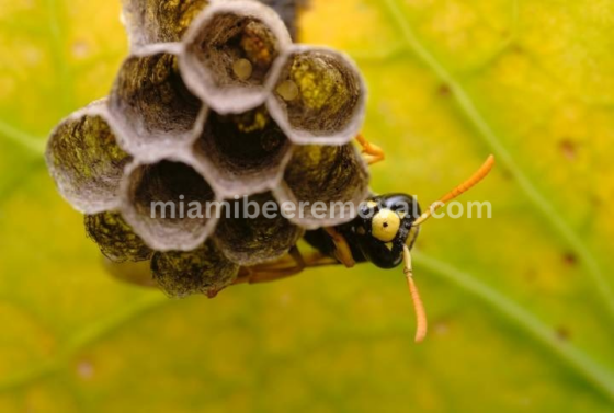 Miami Bee Removal