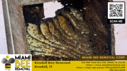 kendall bee removal